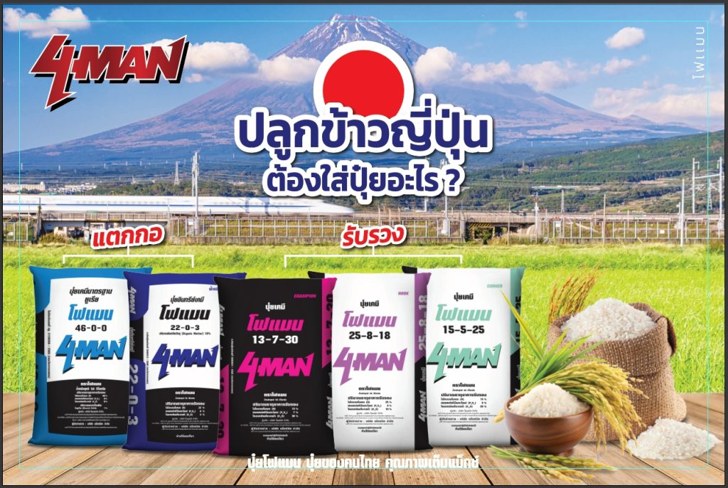 ปลูกข้าวญี่ปุ่น