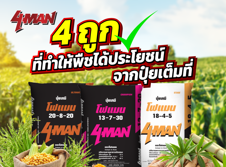 ใส่ปุ๋ย 4 ถูก ลดต้นทุน เพิ่มปริมาณผลผลิต